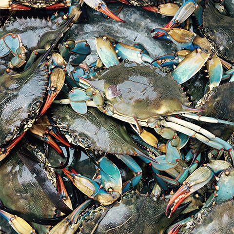 freshly caught Chesapeake Bay blue crabs waiting to be cooked